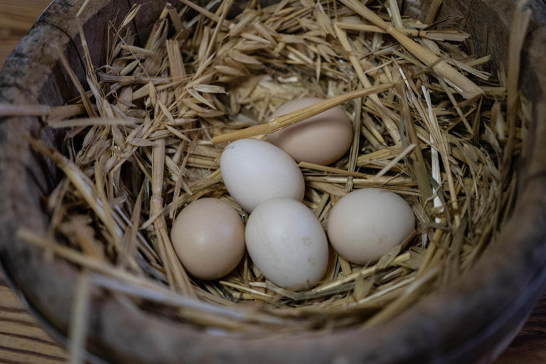 nest_with_eggs